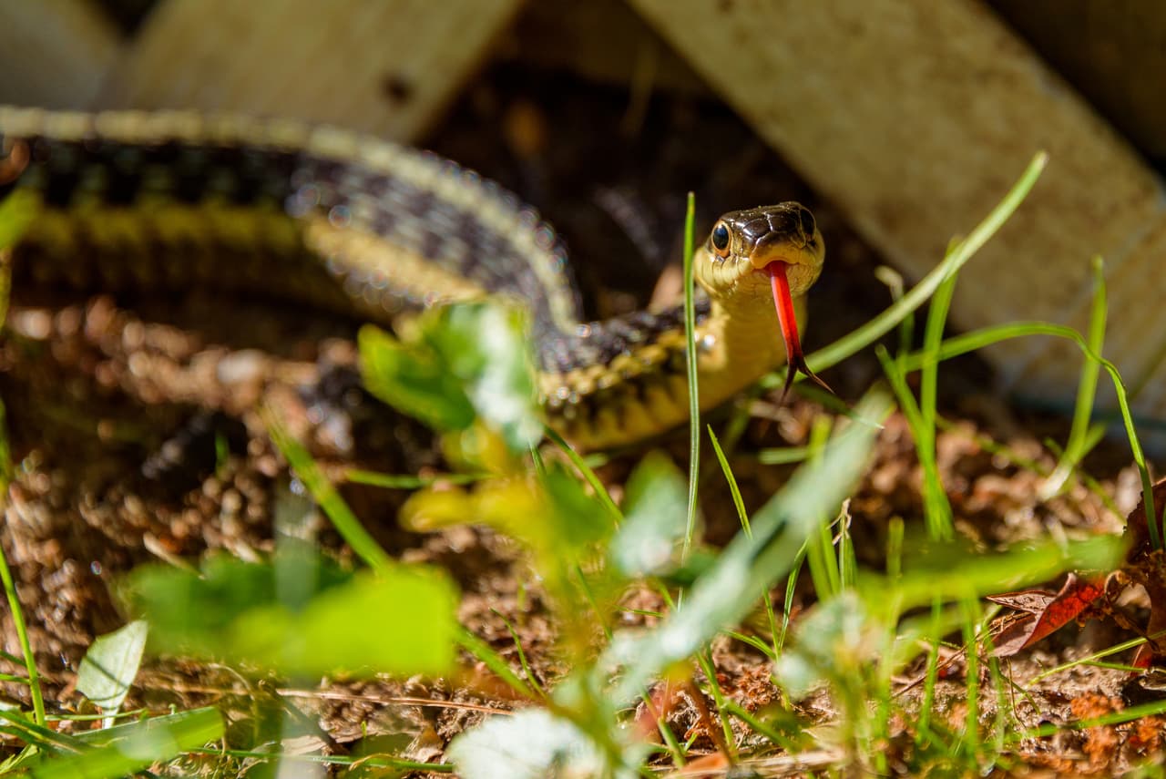 Una bebé de dos años mató a una serpiente de un mordisco después de que el reptil la mordiera en el labio