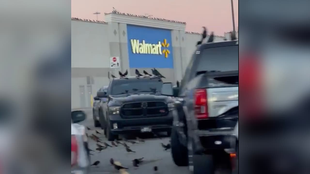 El video tiene más de 1.2 millones de vistas en TikTok y aunque muchos especulan con el "fin del mundo" o un gran desastre natural, la realidad es que es un viaje de unas aves escapando del frío.