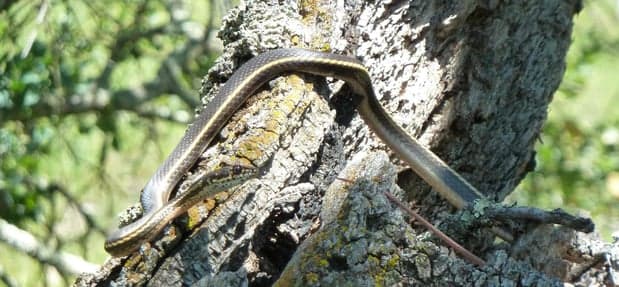 La corredora rayada de California (también conocida como serpiente látigo de California) es una especie de serpiente local no venenosa con rayas amarillas que van desde la cabeza hasta la cola.