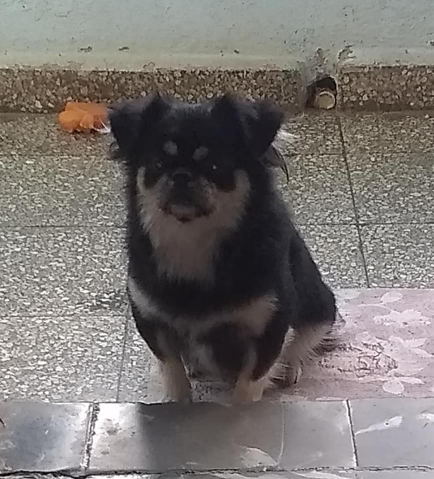 Día Nacional de las Mascotas