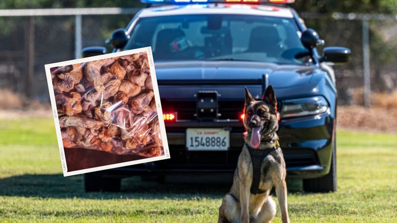 Los agentes de la Patrulla de Caminos detuvieron un auto en donde el K9 detectó los hongos.