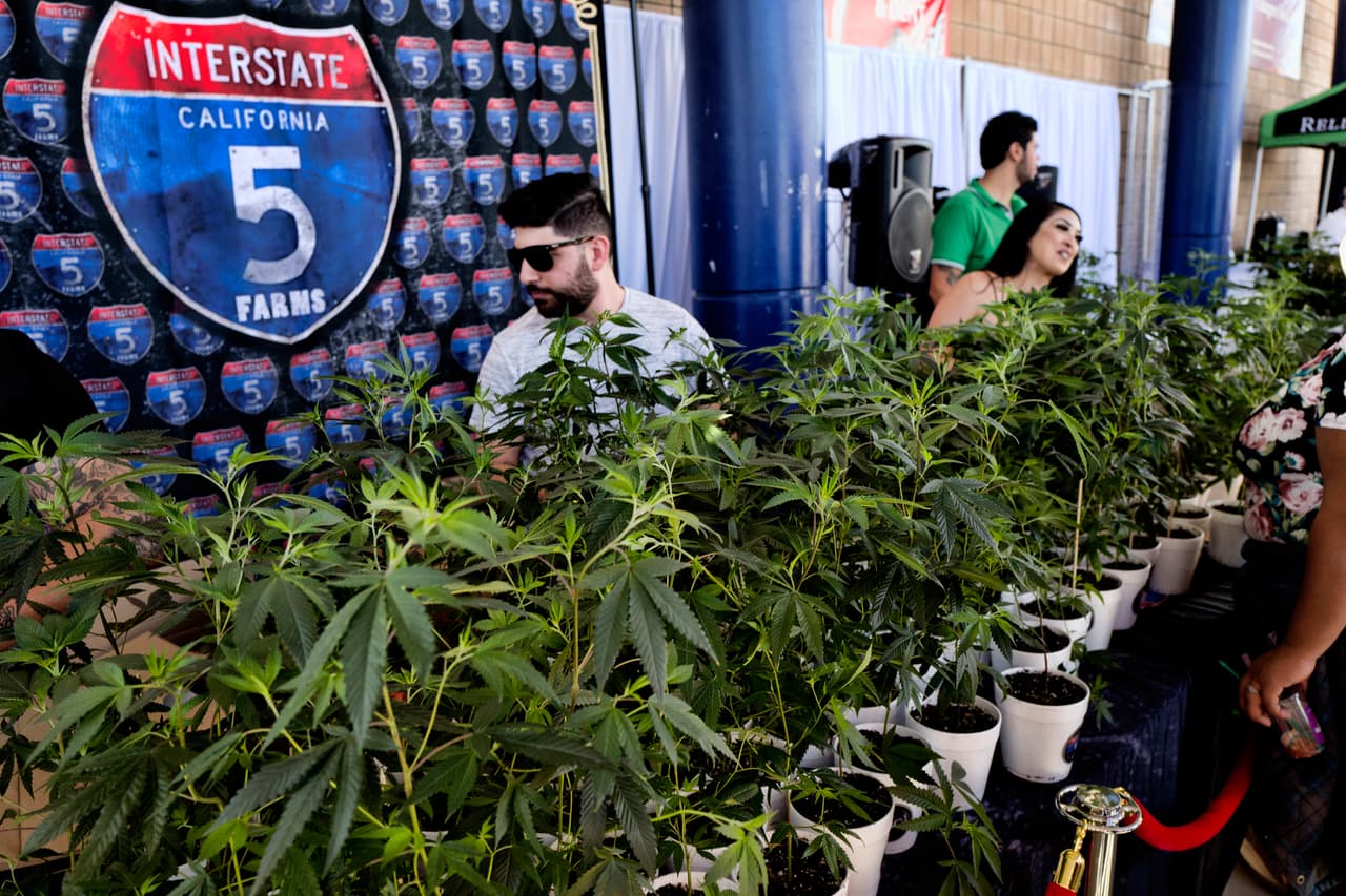 Datos del Departamento de Impuesto de California revelan que hasta noviembre de 2022 el estado había recaudado $242 millones de dólares en gravámenes a la venta legal de marihuana tan solo durante el tercer cuatrimestre del año.