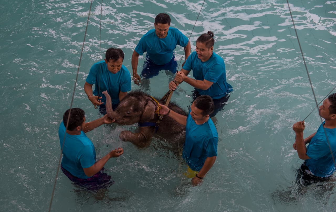 Esta es la primera vez que se realiza un tratamiento de hidroterapia en un elefante. Para esto, utilizan un sistema de cuerdas y poleas para ayudar a sujetarla durante sus ejercicios.