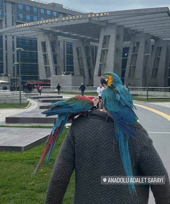 Abogado comparte imagen del hombre, al que supuestamente le fueron infiel, junto a sus loros