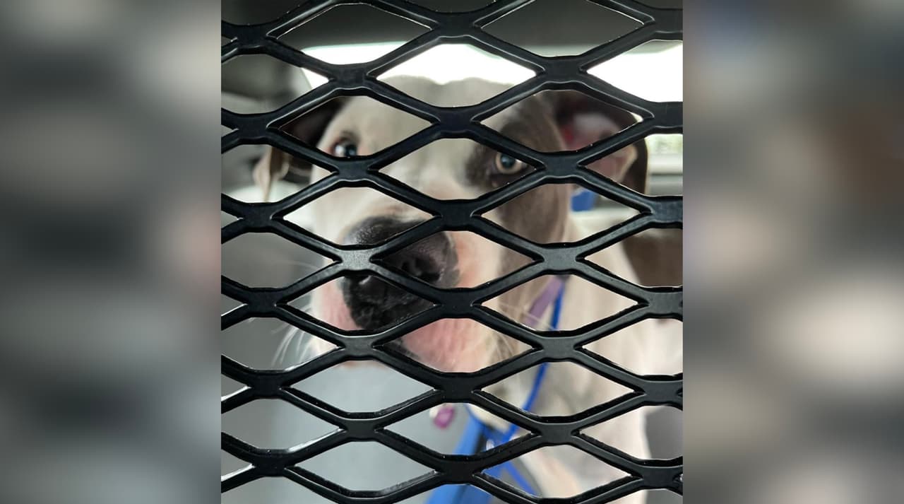 El oficial Sipe vio al perro que fue dejado en clima frío y lluvioso al exterior.