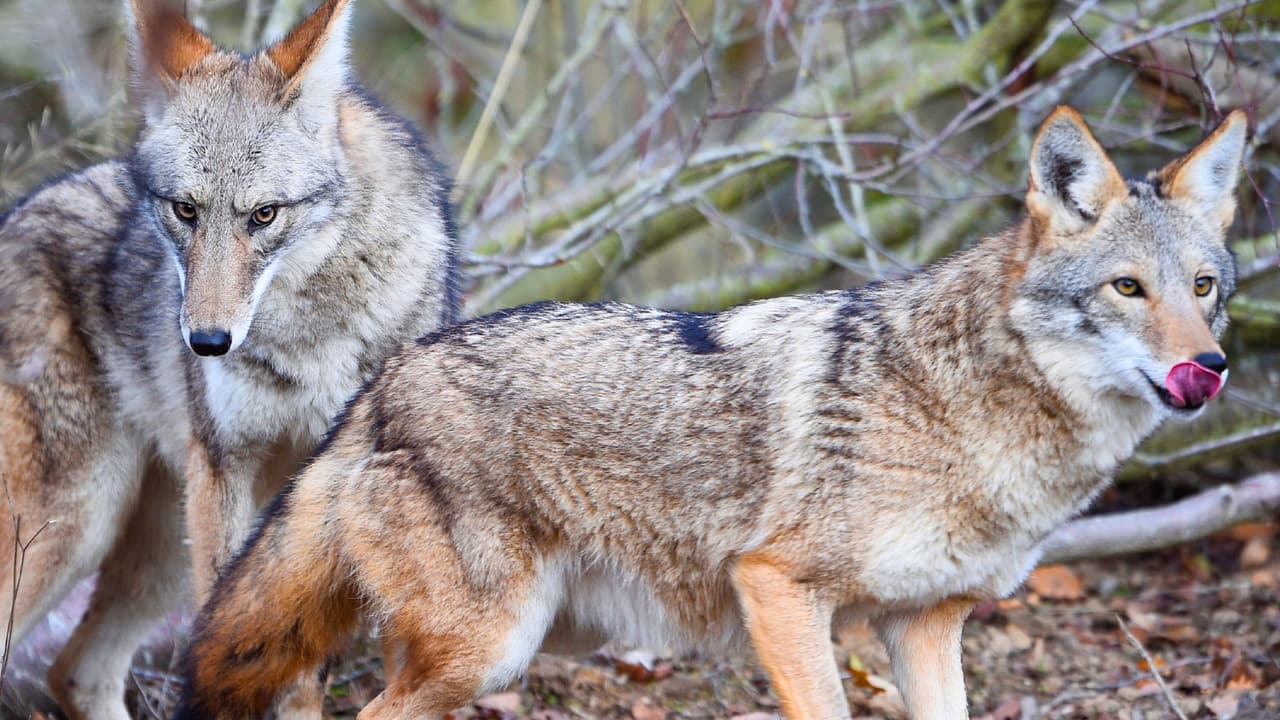 Los coyotes son omnívoros y se alimentan de una variedad de fuentes, que incluyen pequeños animales, carroña y frutas.