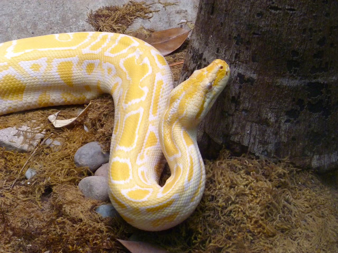 Albino burmese python snake from asia