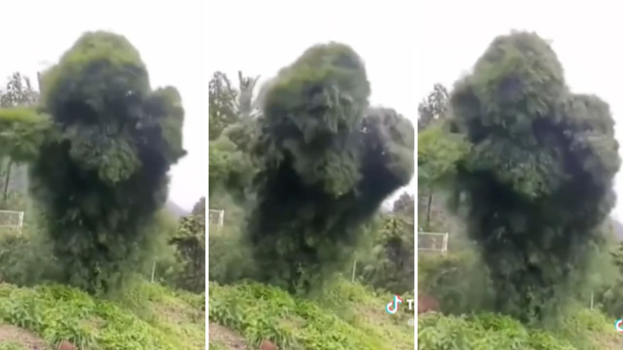 Árbol moviéndose extrañamente enloquece a Internet