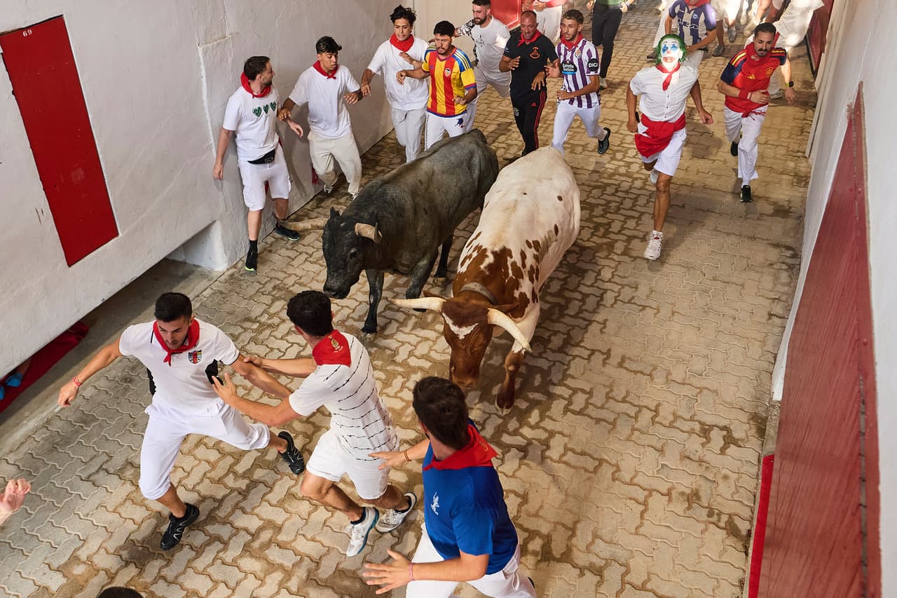 Participantes corren junto a los toros de lidia de José Escolar durante el quinto encierro de las fiestas de San Fermín