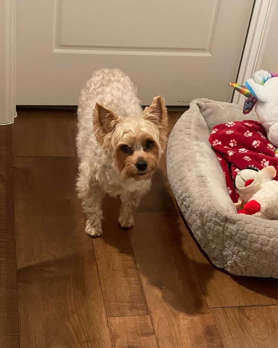 Junto al que nunca puede faltar a su lado, el travieso 'Riko', a quien Carla publicó en su Instragam en abril por el 'Día de las Mascotas'.