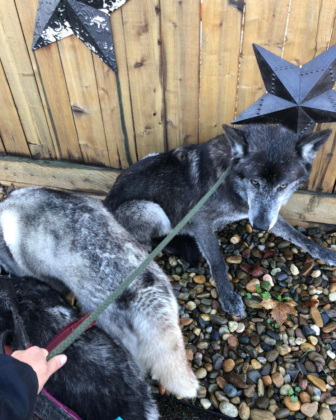 La gente informó haber visto a Shadow deambulando por la hierba y escucharon sus aullidos a cientos de metros de distancia.