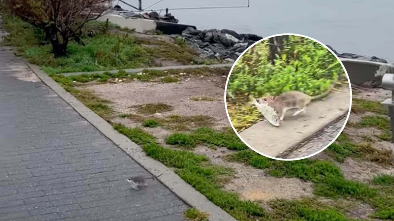 Steve Wasterval capta en video a una rata que huye con un pez en el hocico de un muelle en Brooklyn