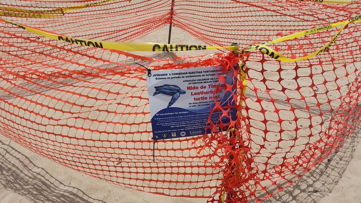 Respete las áreas cercadas donde hay nidos de tinglar.