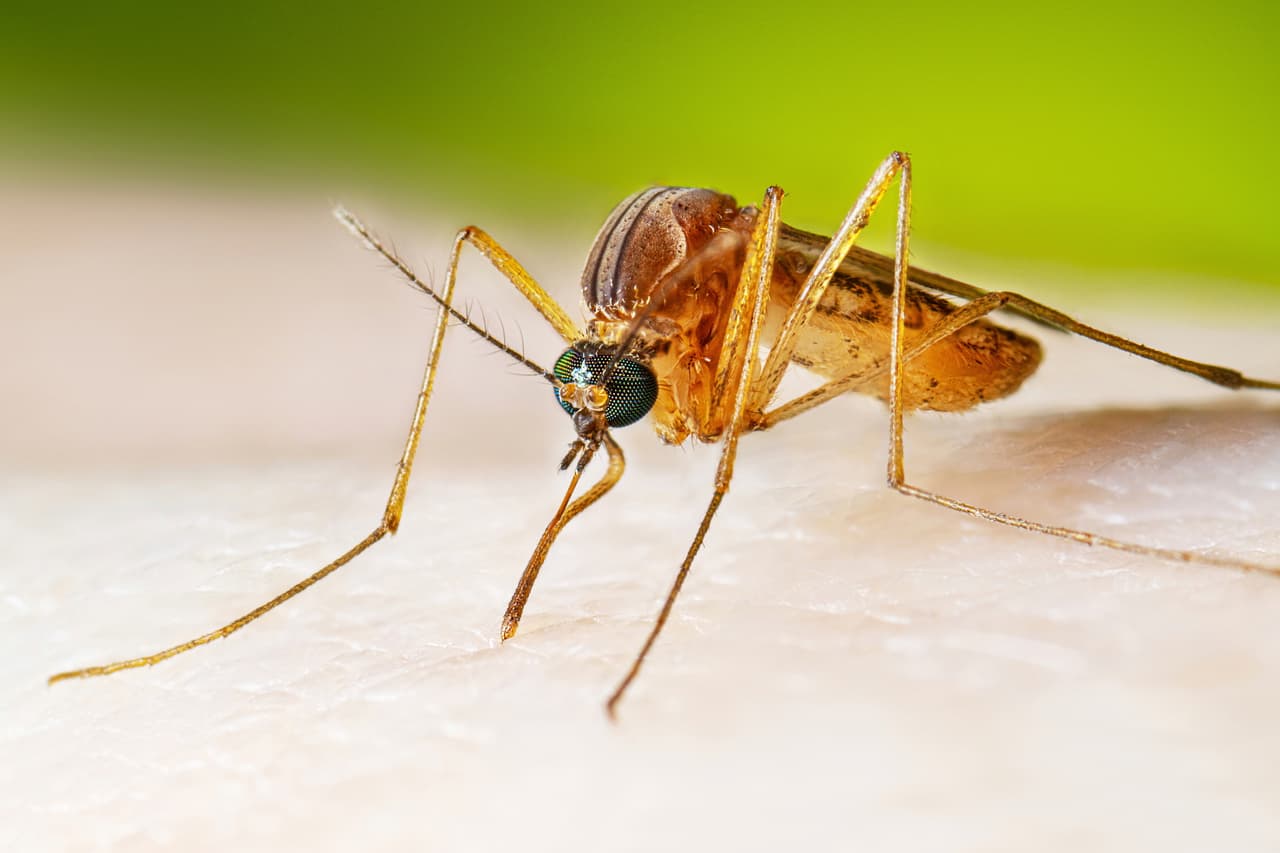El virus del Nilo Occidental deja su primera víctima mortal de 2026 en Texas
