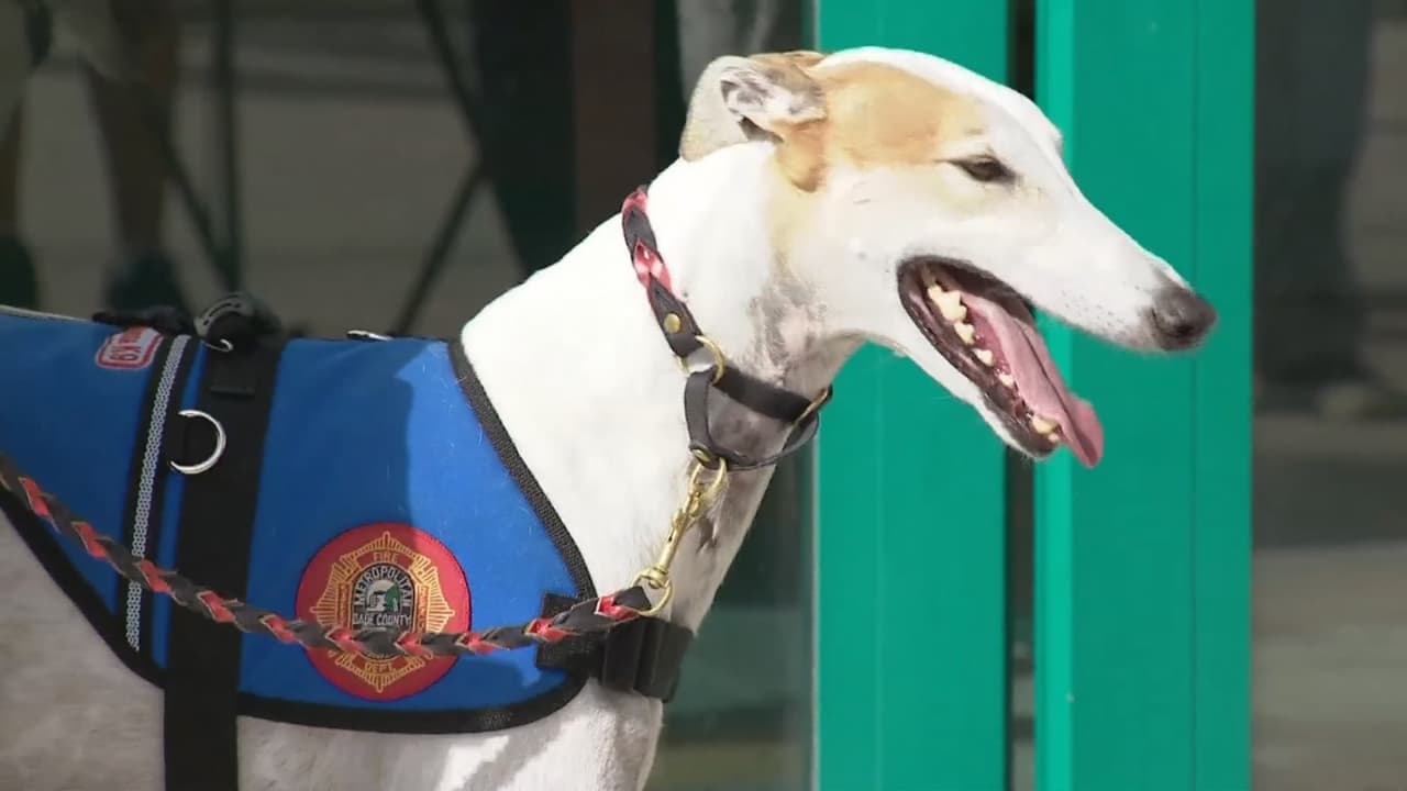 La expansión del programa tiene como objetivo utilizar perros entrenados para ayudar a los bomberos que diariamente se enfrentan a tareas muy complicadas.