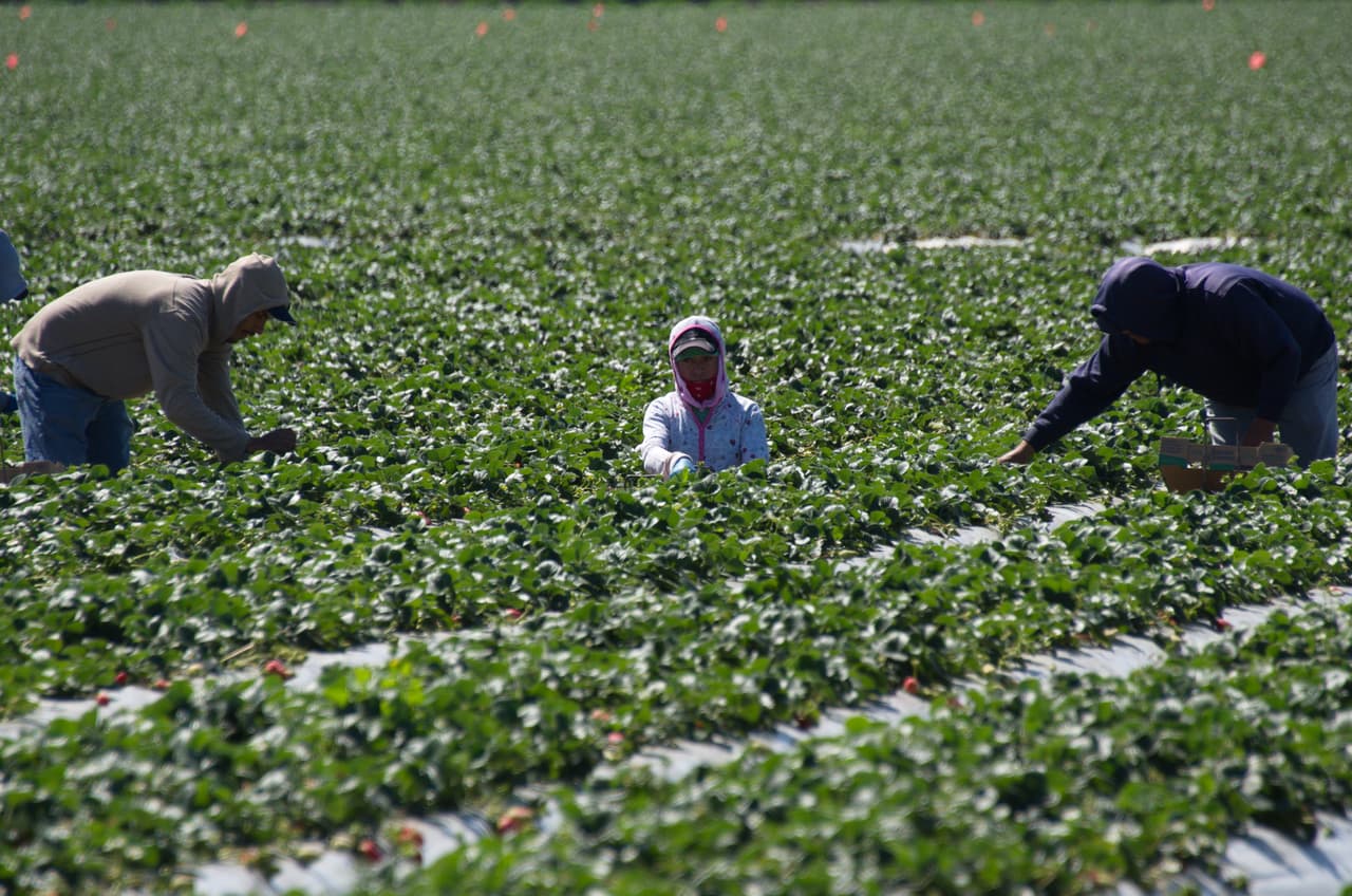 "¿Qué va a pasar? ¿Qué podemos hacer?": Los trabajadores indocumentados en el campo despiertan con miedo e incertidumbre