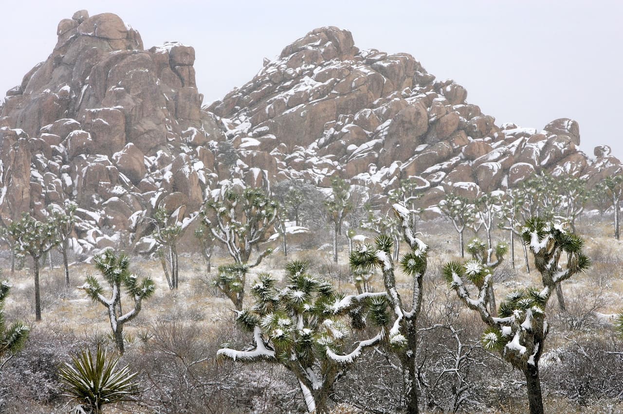 La nieve cae sobre los árboles de Joshua Tree National Park en California. Este es un sitio muy visitado por los turistas durante todo el año.
