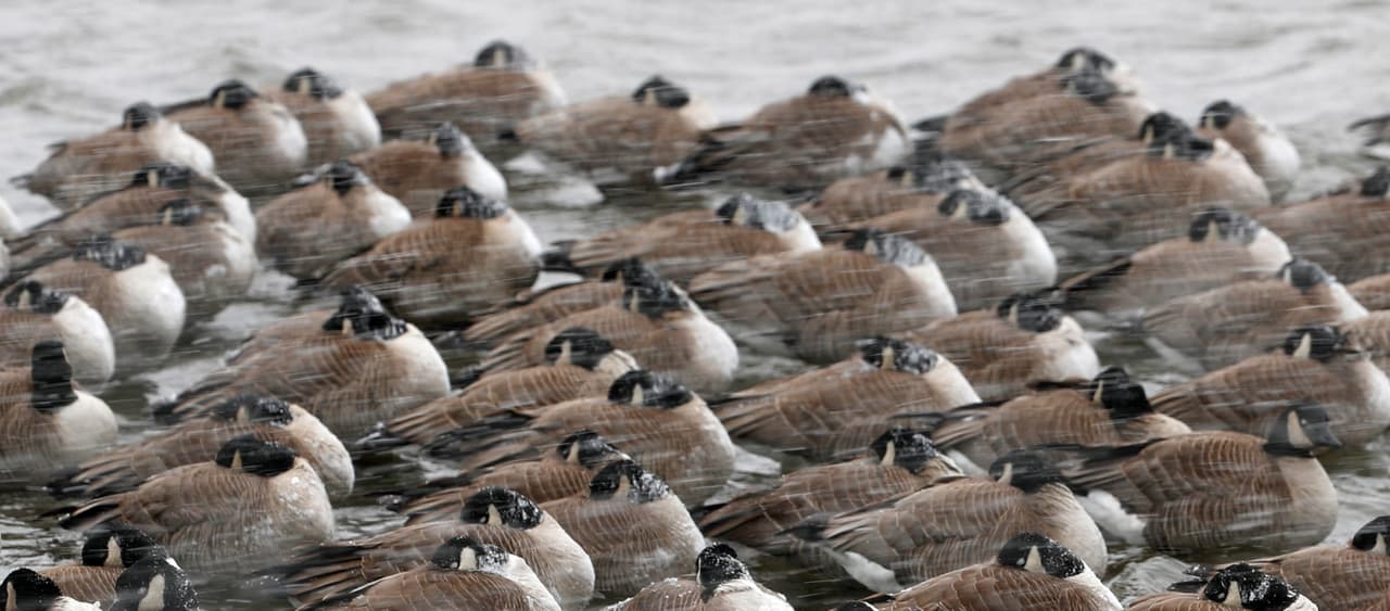 Gansos de Canadá luchan contra las agitadas aguas mientras una tormenta se afianca sobre Colorado.
