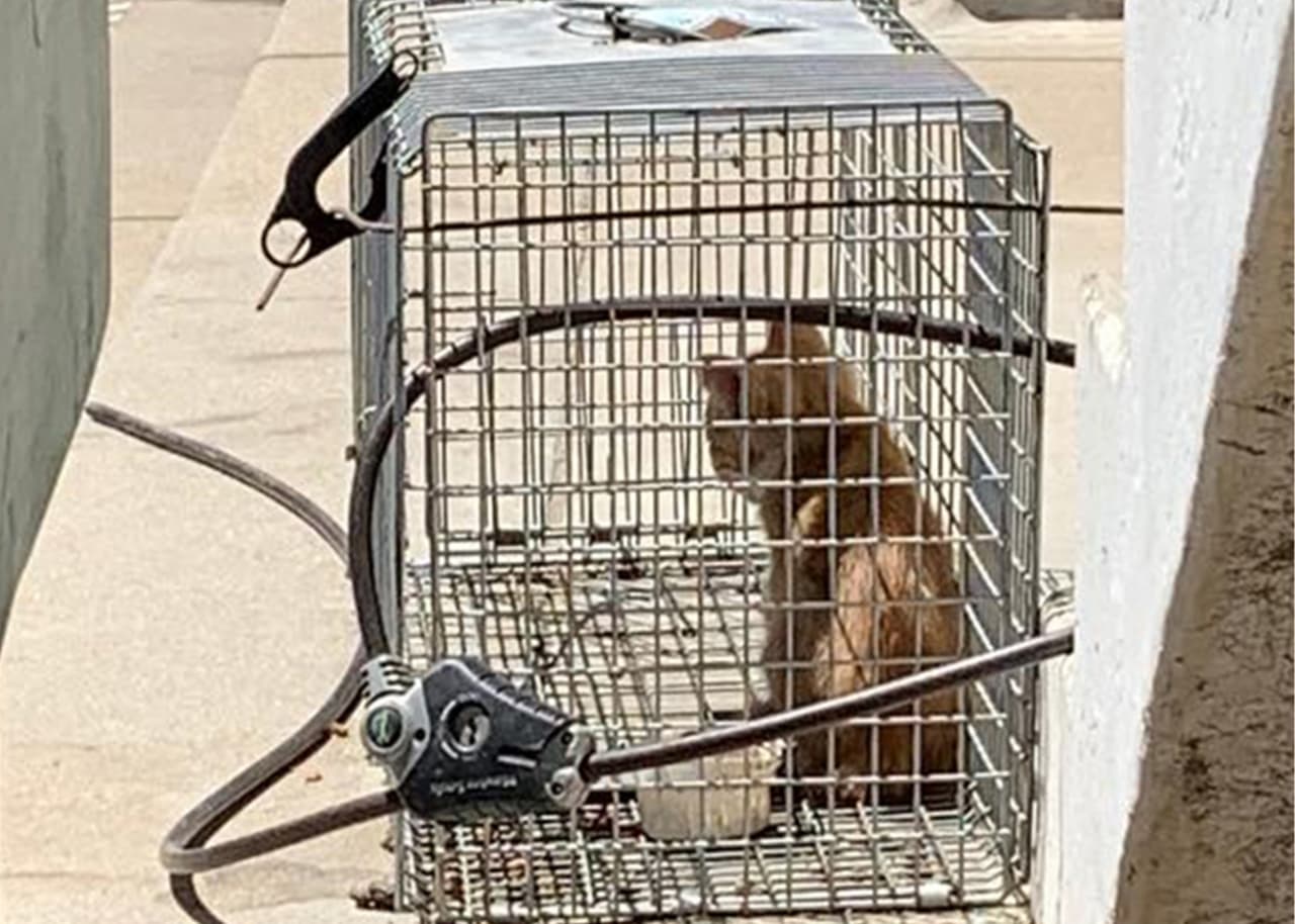 Un grupo animalista denuncia encontrar gatos muertos y enjaulados en propiedad de Iglesia en Fresno