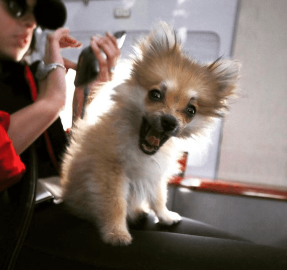 El artista mexicano, poseedor de una estrella en el paseo de la fama de Hollywood, comparte fotos de Chapulin en sus redes sociales.