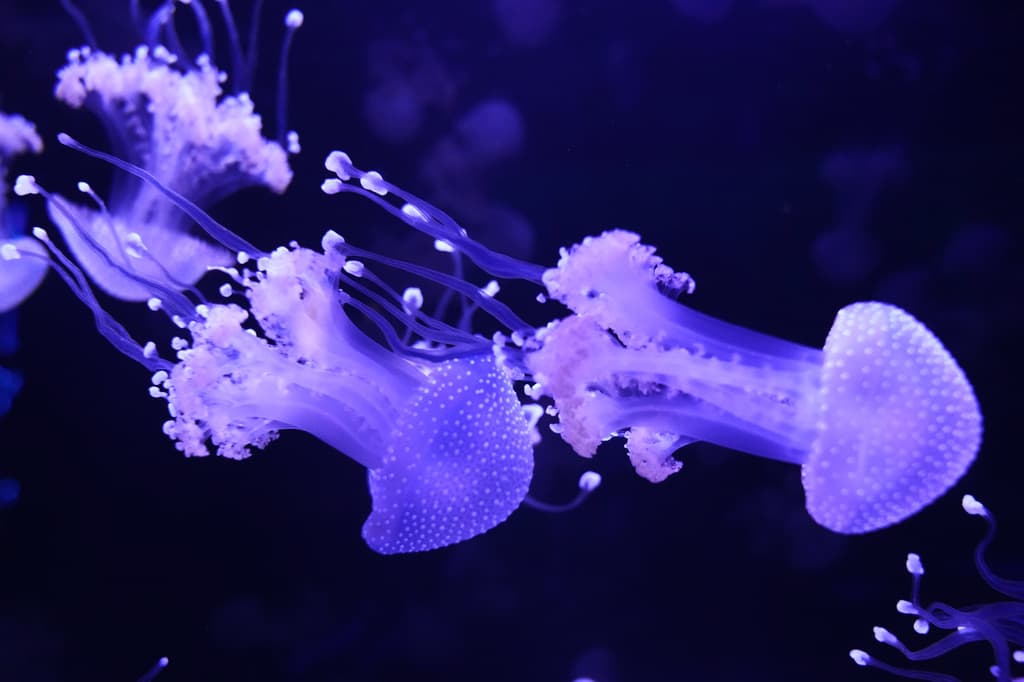<b>Más antiguas que los dinosaurios: </b>Las medusas tienen una historia evolutiva que se remonta a más de 500 millones de años. Eso significa que existían mucho antes de la aparición de los dinosaurios y de los árboles. El museo aprovecha esta característica para acercar al público a unos animales que han sobrevivido durante millones de años y continúan presentes en los océanos.