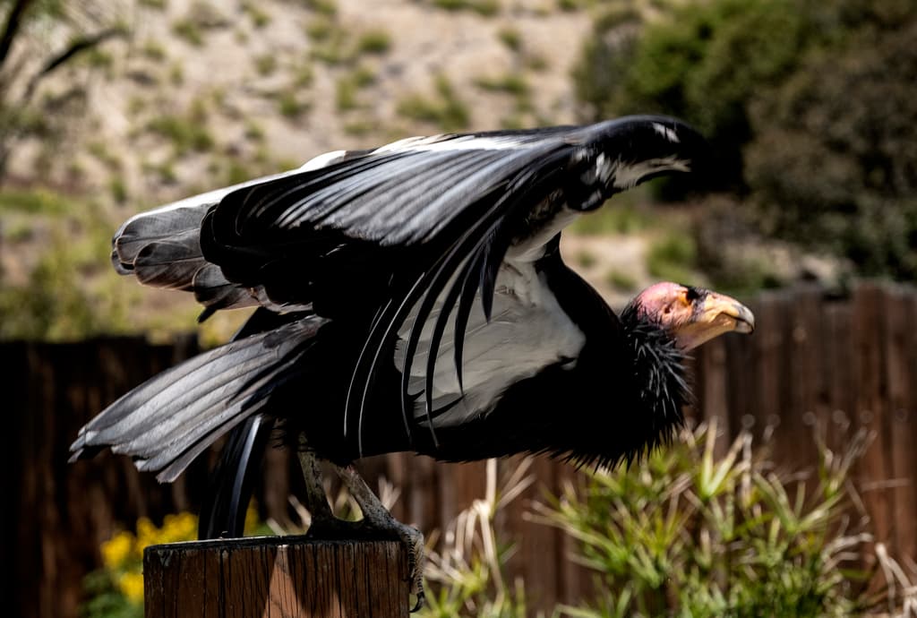 La intención es que el cóndor de California se mantenga atravesando nuestros cielos por la eternidad.