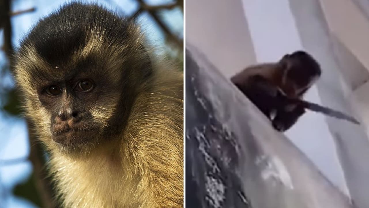 Este mono usó un cuchillo y atemorizó a toda una comunidad: el video se hizo viral
