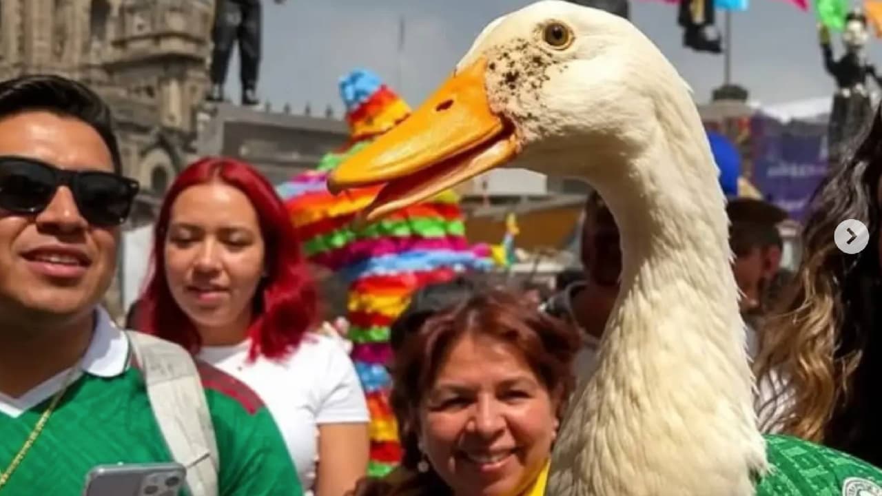 ¡El pato Merlín ya tiene casa! El gobierno los apoya con vivienda del bienestar