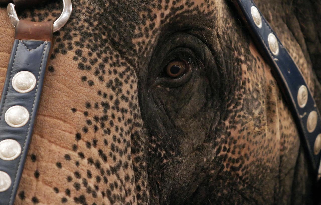 Y de esta manera termina lo que los mismos Ringling Bros. consideraban el "espectáculo más grande del mundo".