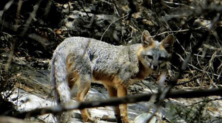 Marble Falls lanza llamado después de que una mujer fuera mordida por un zorro con rabia