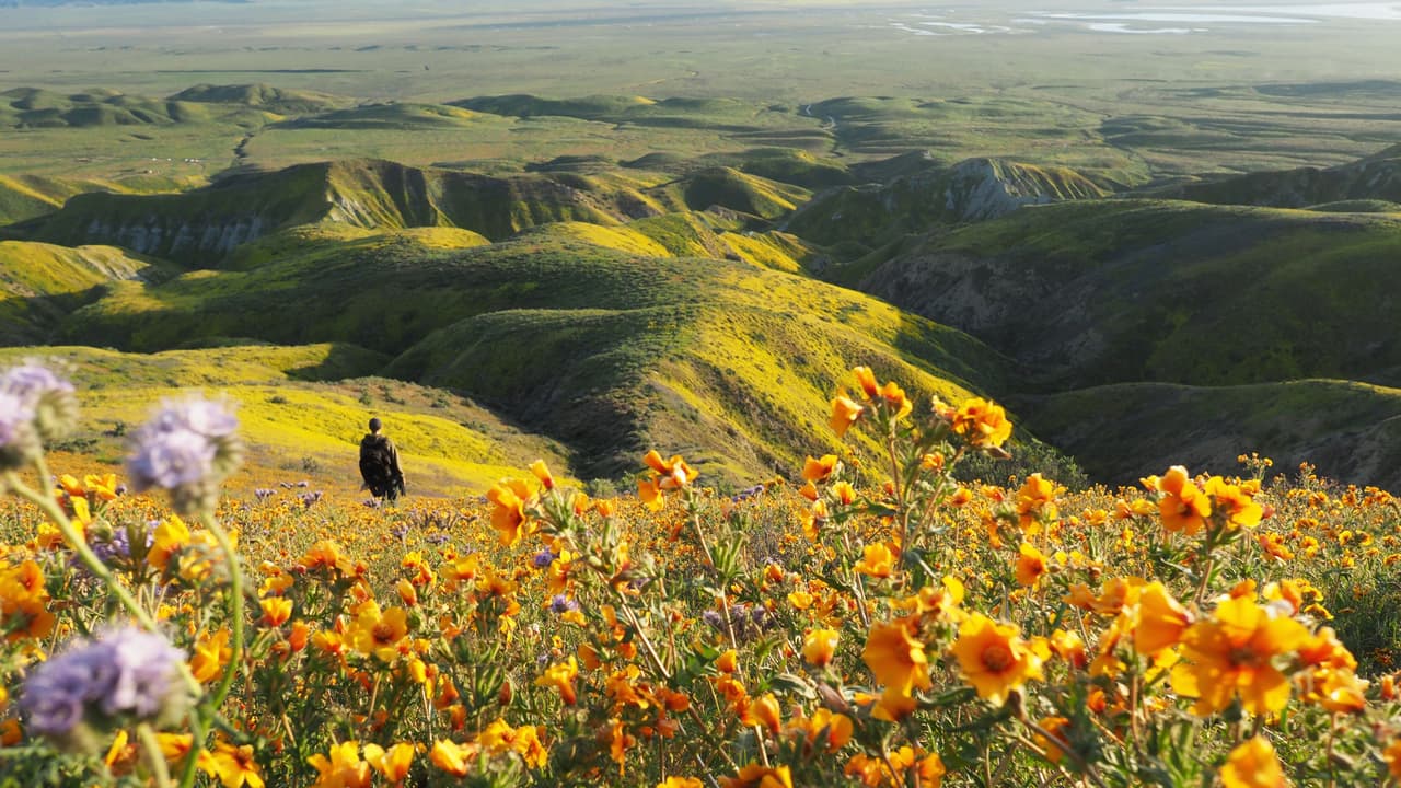Gobierno de Trump aprueba exploraciones petroleras en el monumento nacional Carrizo Plain