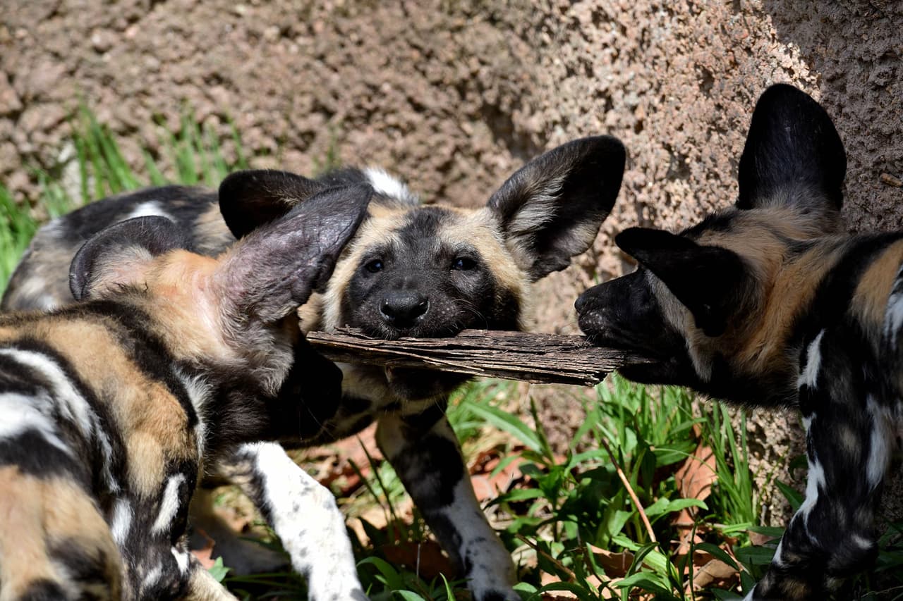 Cuando estén completamente desarrollados, los cachorros pesarán entre 40 y 75 libras. Sus orejas grandes y redondeadas les proporcionan una audición excelente y ayudan a mantener a los perros frescos en climas cálidos.