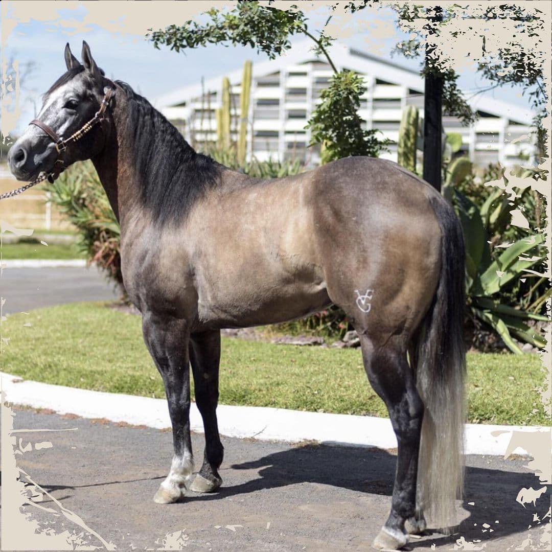 Incluso, a sus 81 años, se ha dejado ver muy orgulloso del criadero de caballos pura sangre que tiene en su rancho, donde guarda unos ejemplares de gran valor y belleza.