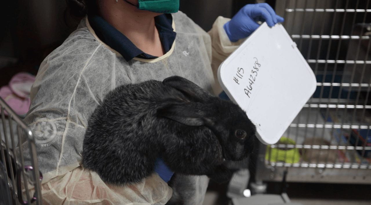 Los conejos son una variedad de razas y varían en edad desde recién nacidos hasta tres años, según reportes.
<br>