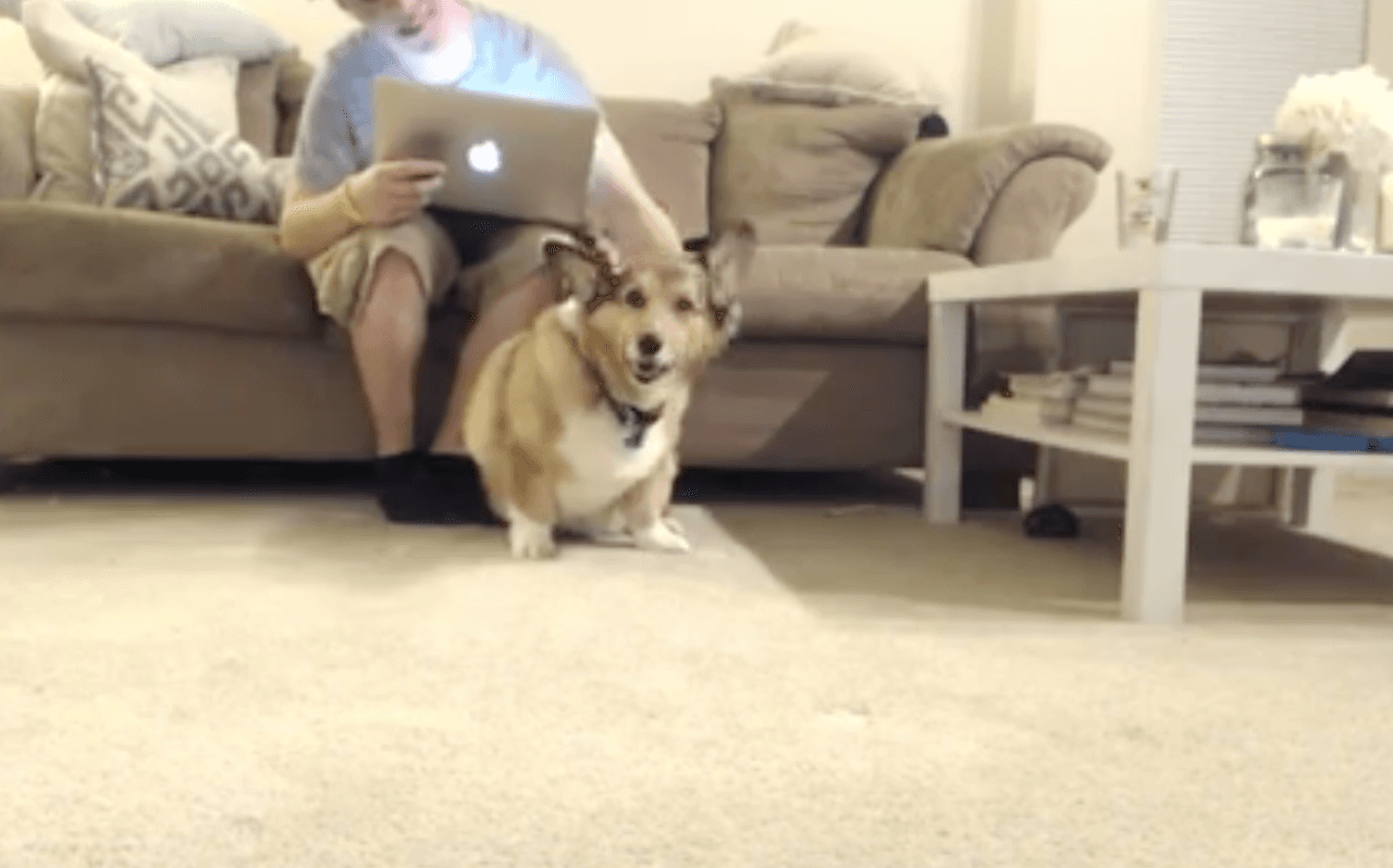 Ver una galleta en el horno o dos perros aburridos: los Facebook Live alternativos al debate