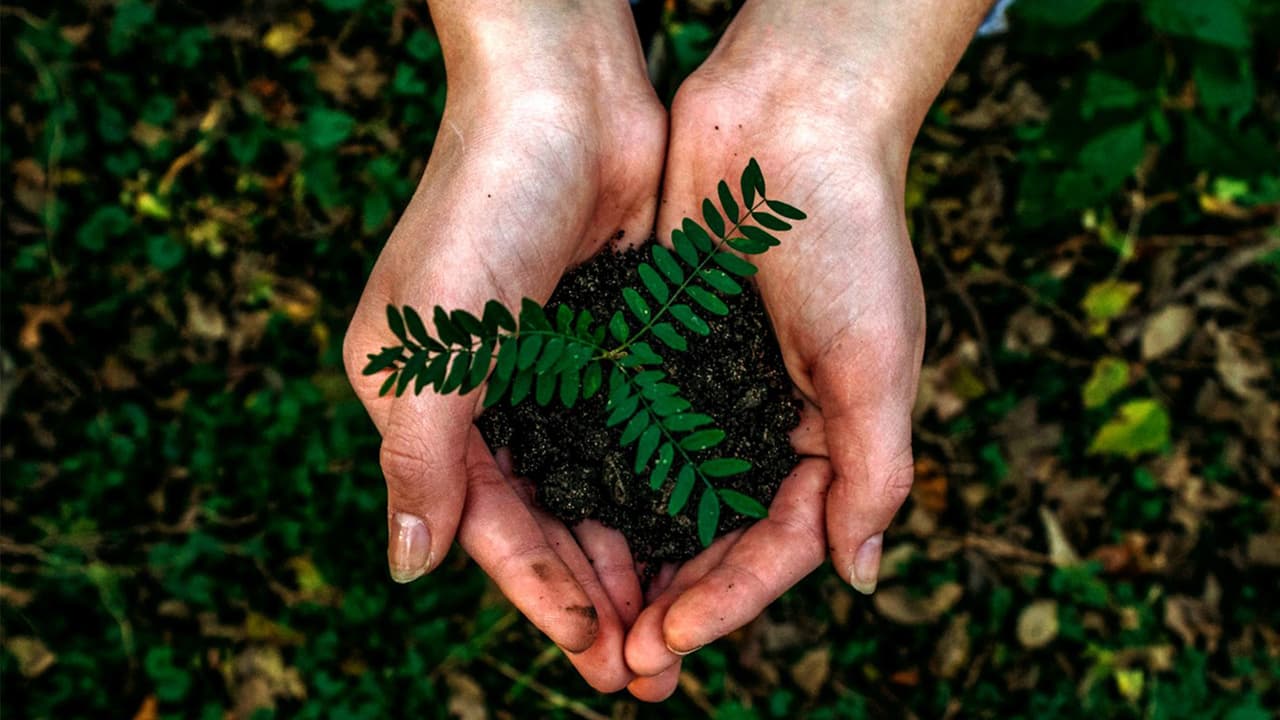 Día de la Tierra: actividades para celebrar y ayudar al planeta en el área de Chicago