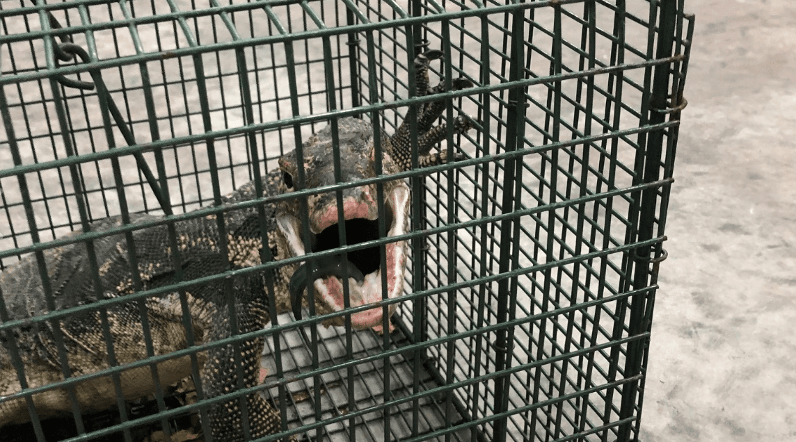 El enorme animal de 5 pies de largo que era una amenaza en los Cayos pues se defiende con su cola, garra y mandíbula y al ser carnívoros, se comen las aves, peces, tortugas y cocodrilos.