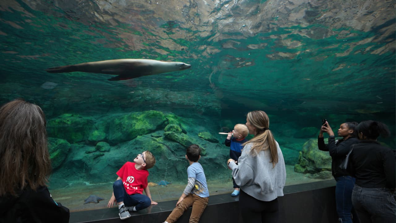 "Con esta nueva exhibición, nuestros más de dos millones de visitantes anuales aprenderán cómo nuestro océano compartido nos conecta con especies en Galápagos", dijo Lee Ehmke, director del zoológico de Houston.