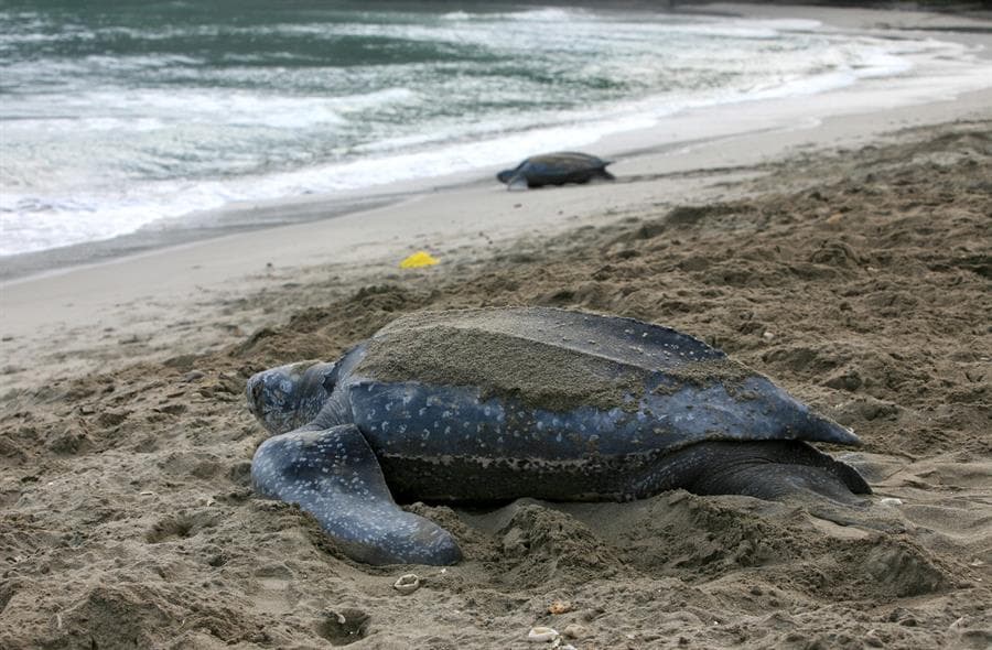 La tortuga laúd se encuentra en la
<a href="https://www.iucn.org/resources/conservation-tools/iucn-red-list-threatened-species#RL_index" target="_blank">Lista Roja de la Unión Internacional para la Conservación de la Naturaleza</a> (UICN), en el apartado de "vulnerable", mientras que en el océano Pacífico oriental se encuentra "en peligro crítico".