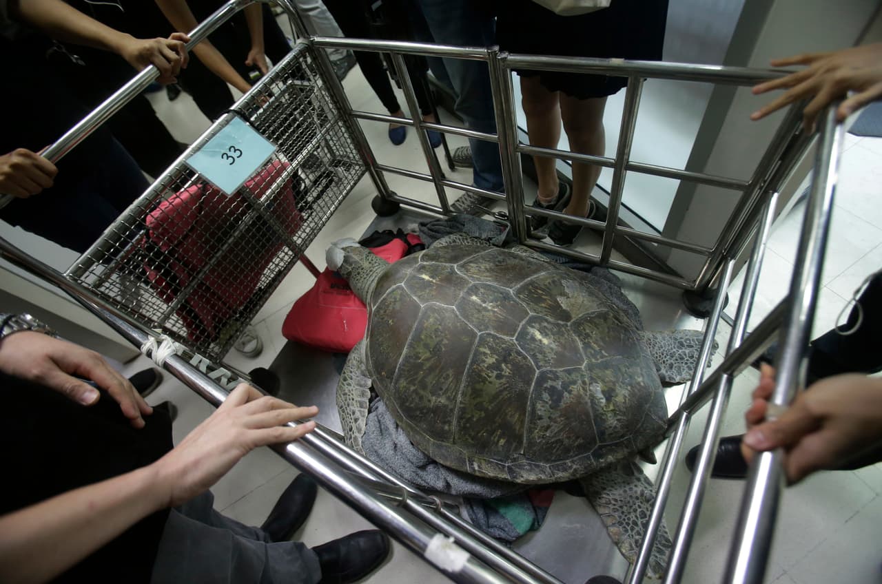 La tortuga verde hembra apodada "Alcancía" es trasladada después de su cirugía en la Facultad de Veterinaria de la Universidad de Chulalongkorn en Bangkok, Tailandia, el lunes 6 de marzo de 2017. Su dieta no digerible fue el resultado de muchos turistas que buscan buena fortuna arrojando monedas en su piscina durante muchos años en la ciudad oriental de Sri Racha.