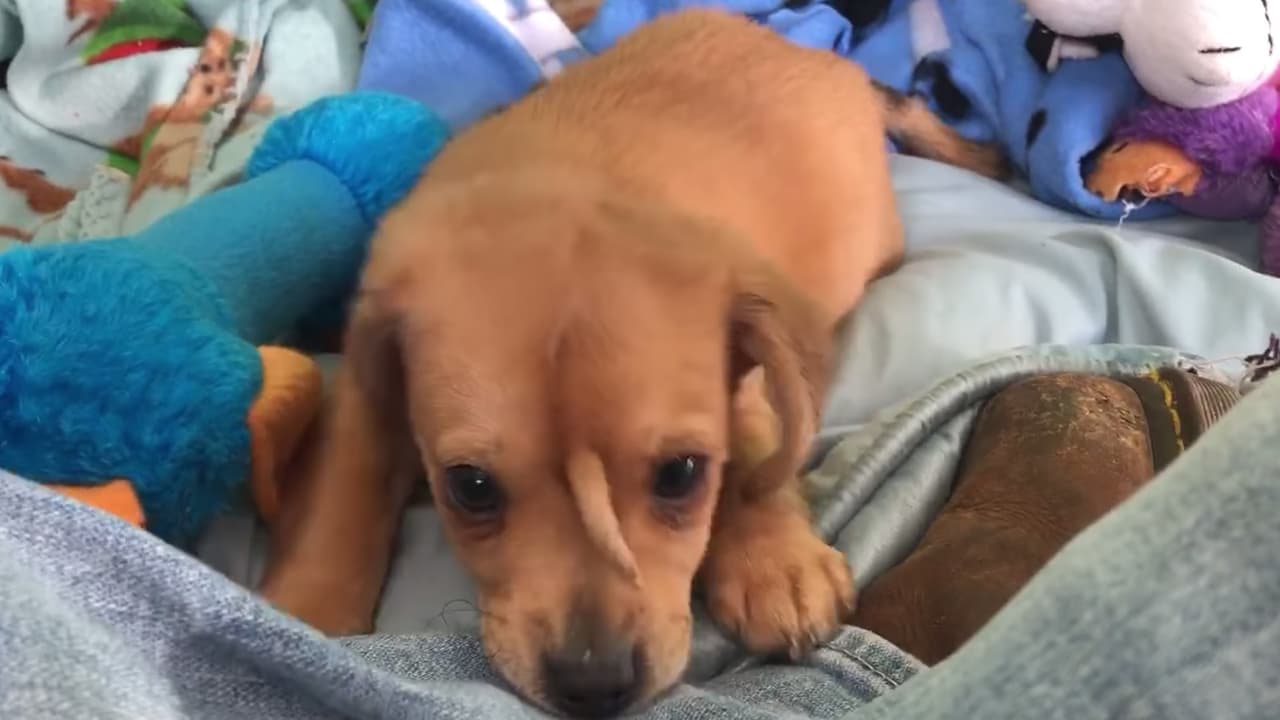 “La pregunta del millón sobre el rabo extra de Narwhal en su rostro ¿está conectada y se mueve? No está conectado a nada y no tiene uso real que no sea convertirlo en el perrito más bonito”, publicó la organización después de recibir los resultados de los exámenes.