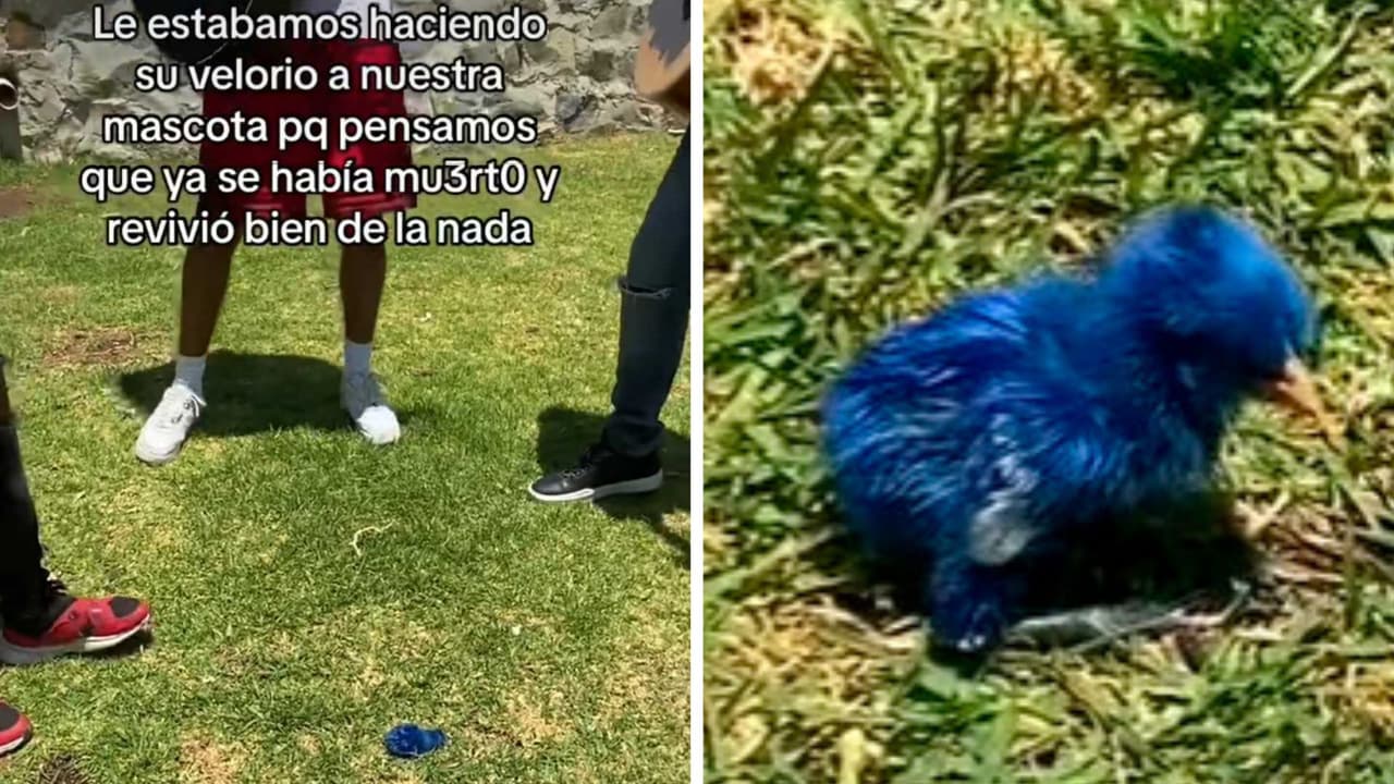 Pollito se levanta en medio de su funeral: dueños pensaron que estaba muerto y esto pasó
