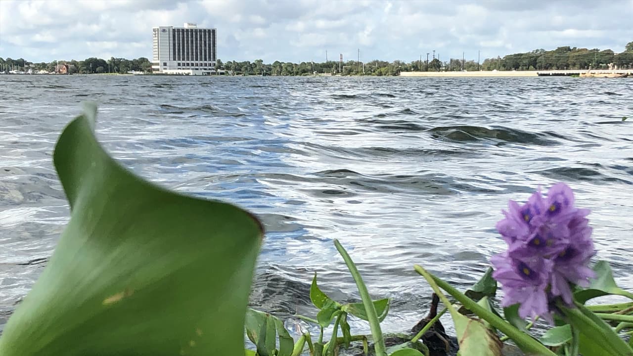 Dato curioso: desde el parque se aprecia a lo lejos el hotel Hilton de Nasa-Clear Lake, que tiene una historia de espanto, sin fantasmas. Allí ocurrió un crimen tan escabroso que dio origen a películas y documentales. La odontóloga Clara Harris atropelló varias veces a su esposo hasta matarlo tras descubrir una infidelidad. Mira la
<b><a href="https://www.univision.com/local/houston-kxln/queda-en-libertad-clara-harris-la-odontologa-colombiana-que-arrollo-y-mato-a-su-esposo-infiel-en-texas">historia completa aquí</a></b>.