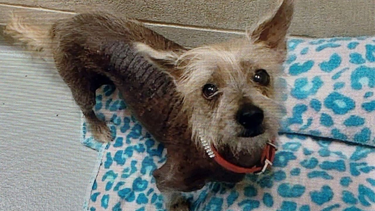 Mujer dejó a su perro encerrado 8 horas dentro del carro mientras entregaba comidas