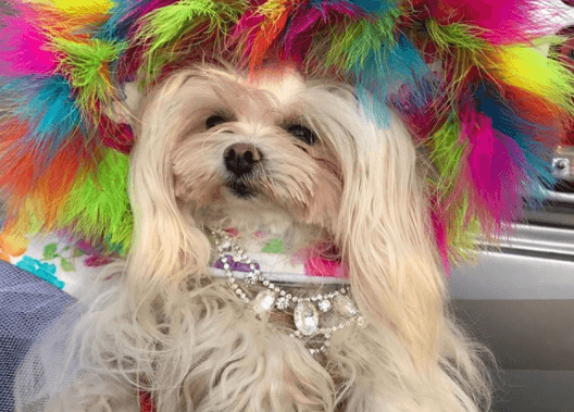 Los vestuarios coloridos son lo de hoy, las joyas y accesorios no podían faltar.