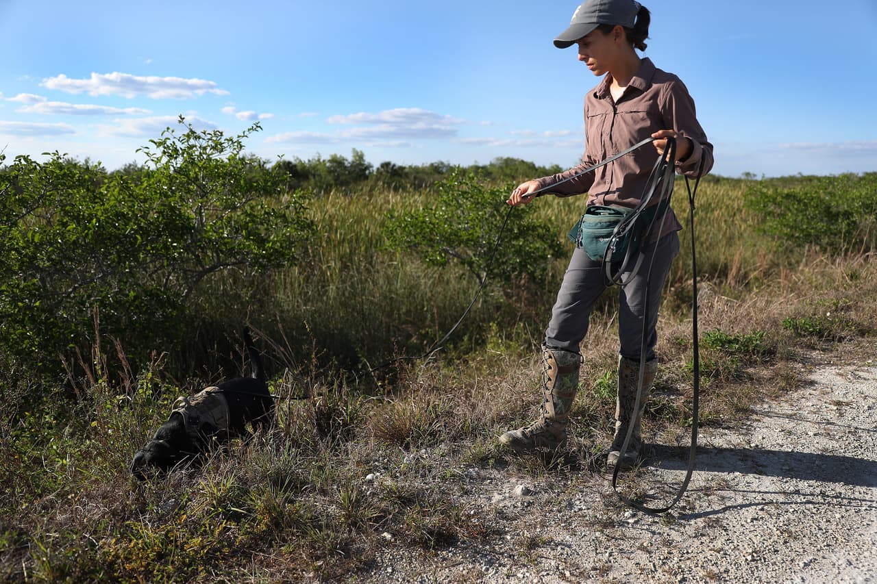 Truman y Eleanor, ya han ayudado a sus entrenadores a capturar varias pitones.