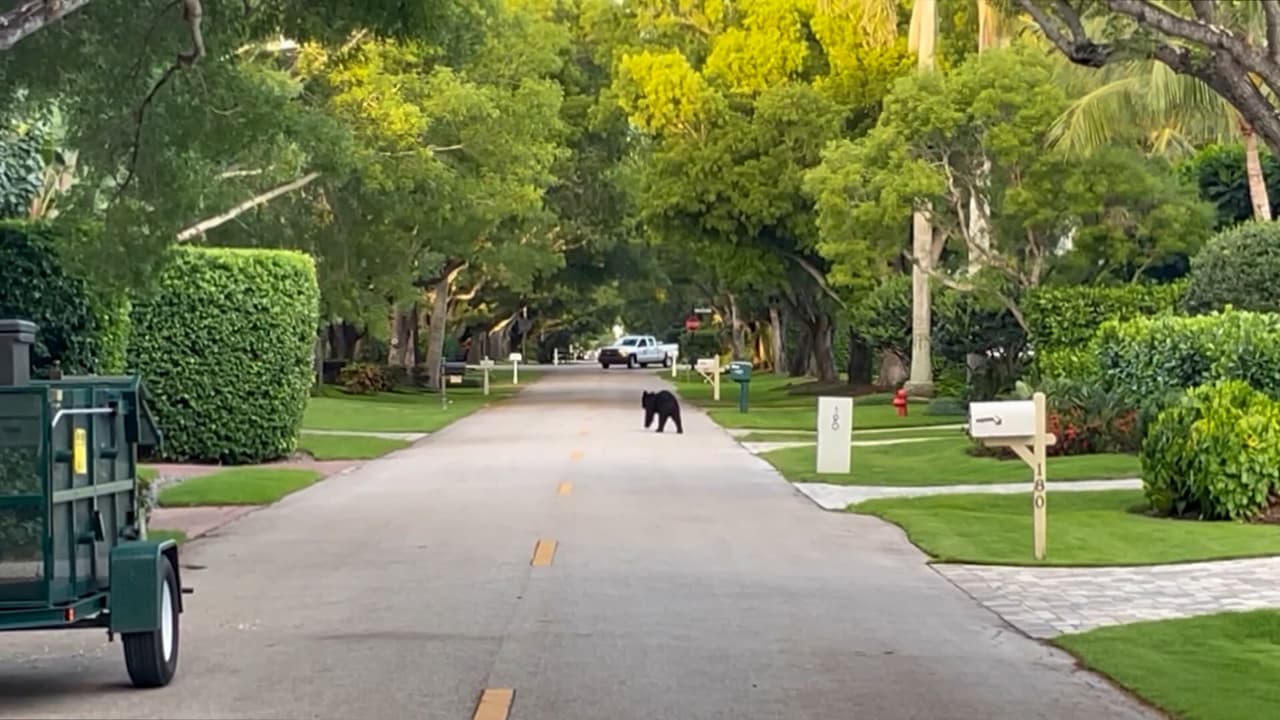 Buscan a un oso negro de 300 libras que pasea desde el fin de semana en el suroeste de Florida
