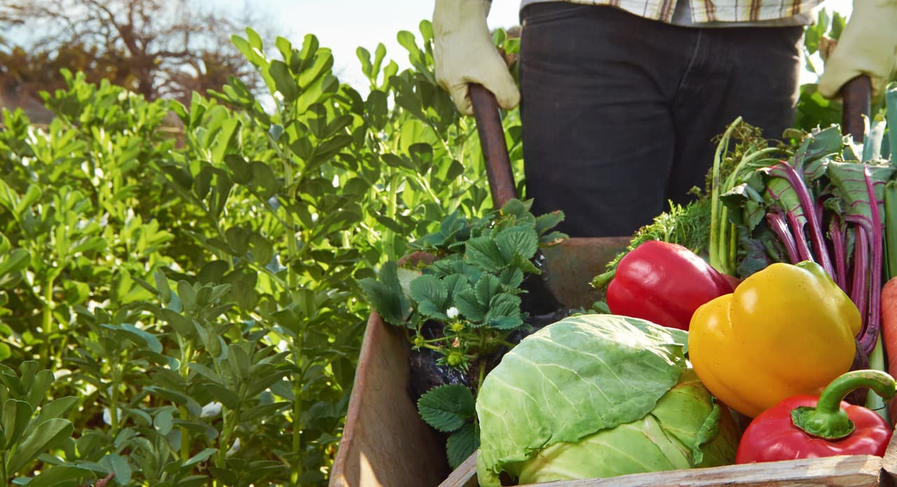 ¿Está creando gentrificación rural el movimiento gourmet?