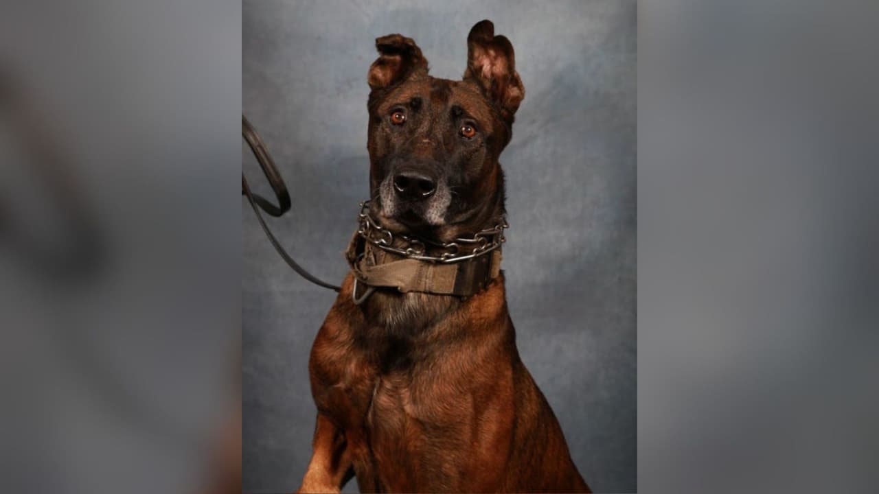 Muere el perro policía que colapsó durante la búsqueda de un menor fugado en Mississippi