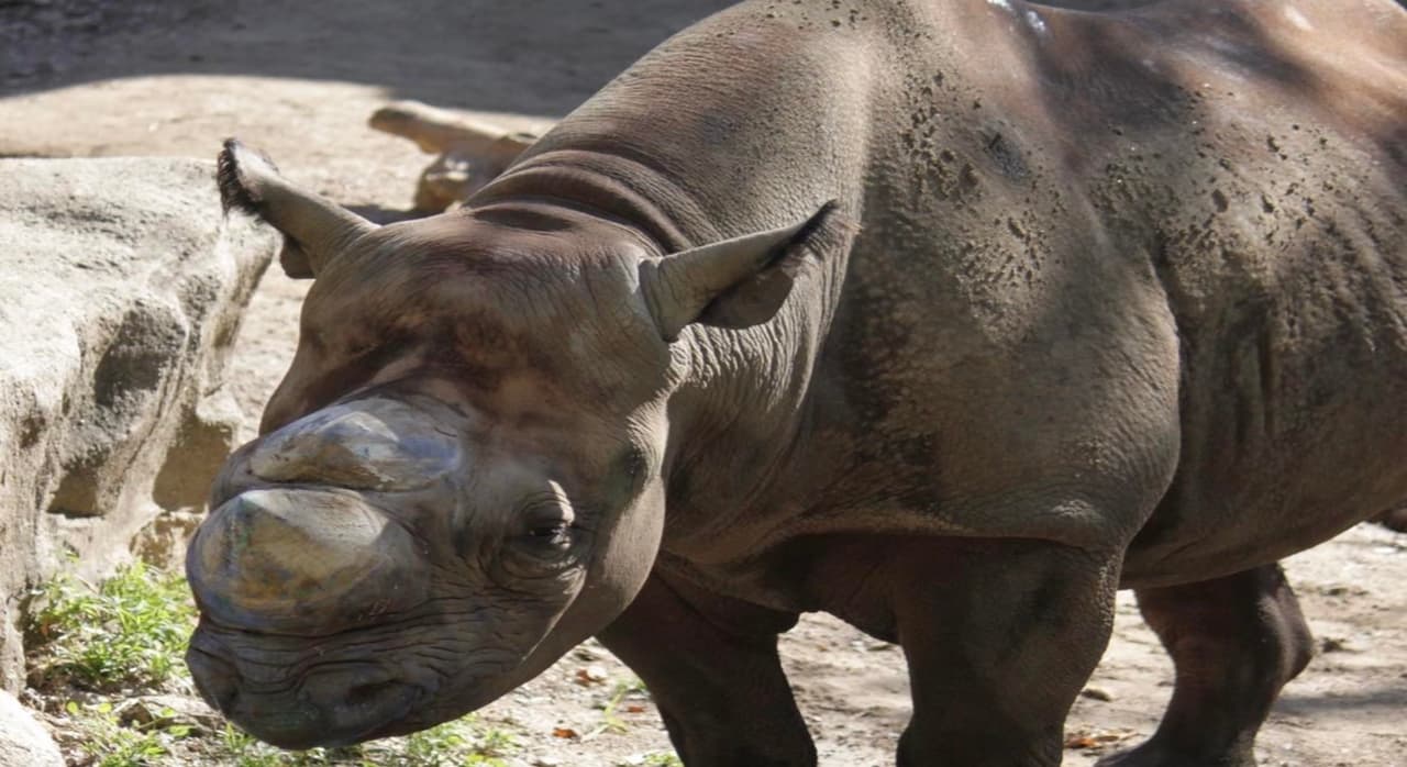 Muere Ricko, el rinoceronte del zoológico de Lincoln Park en Chicago